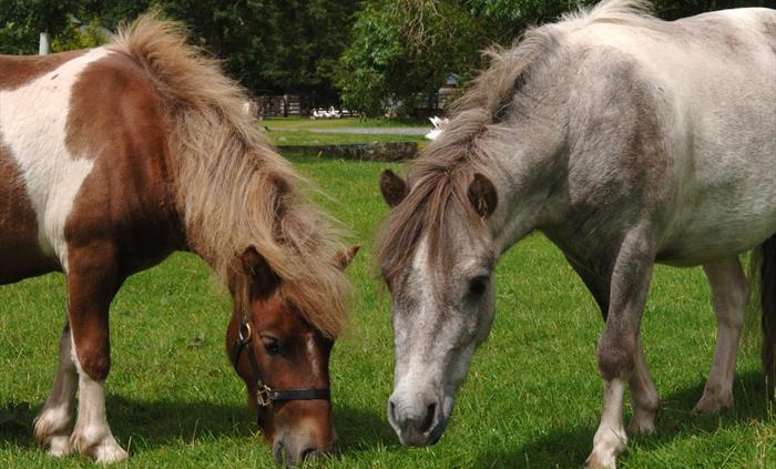 The Shire Horse Centre